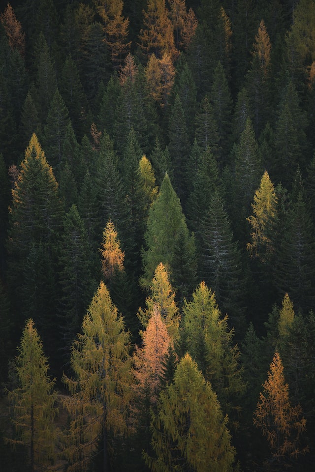 trees for christmas trees for christmas